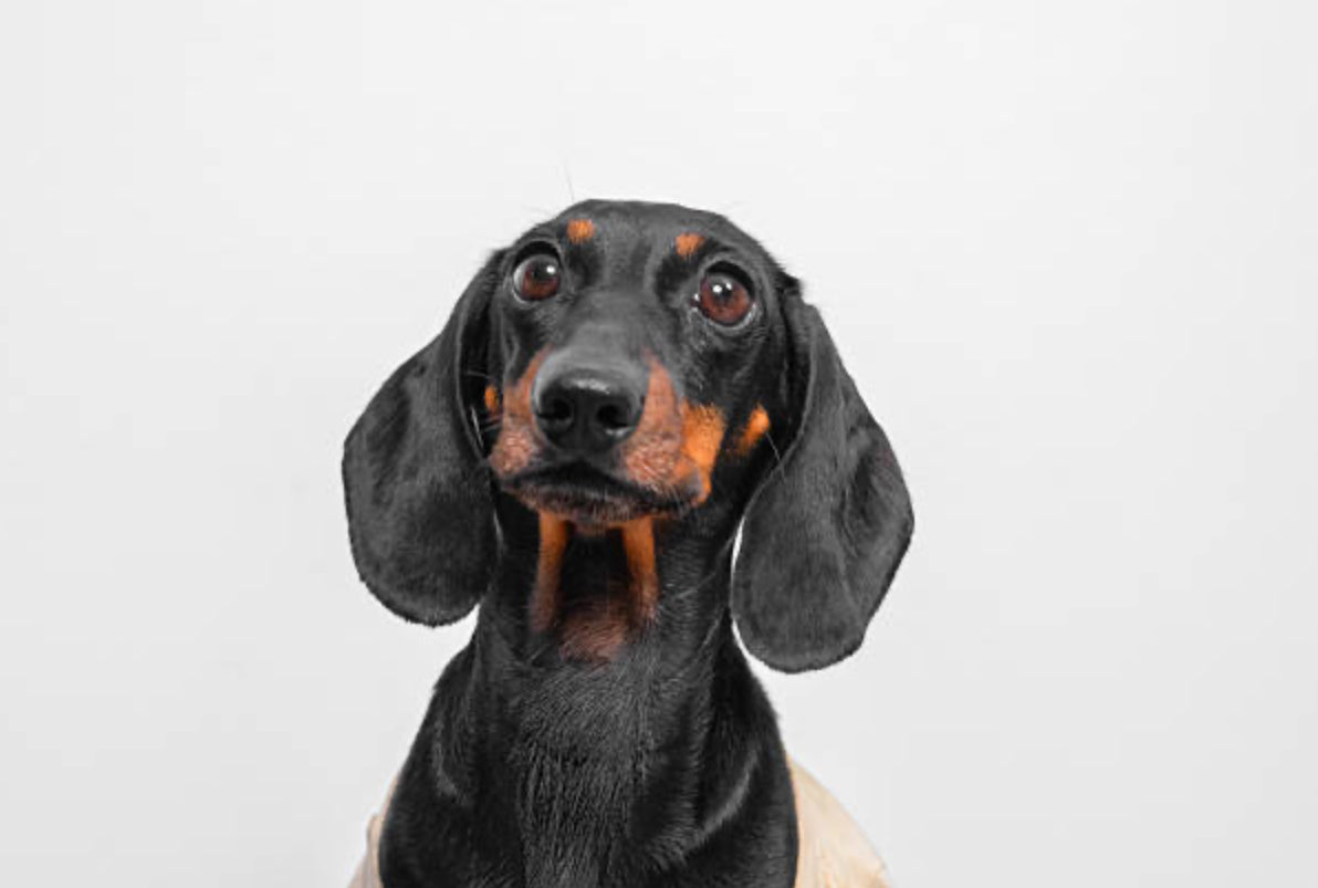 Dachshund Standard (Teckel Estándar)