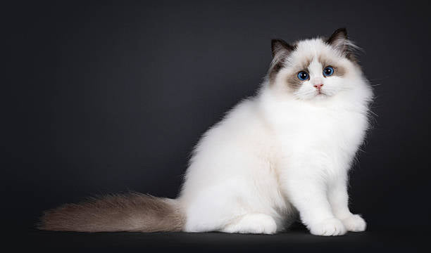 Gato Ragdoll