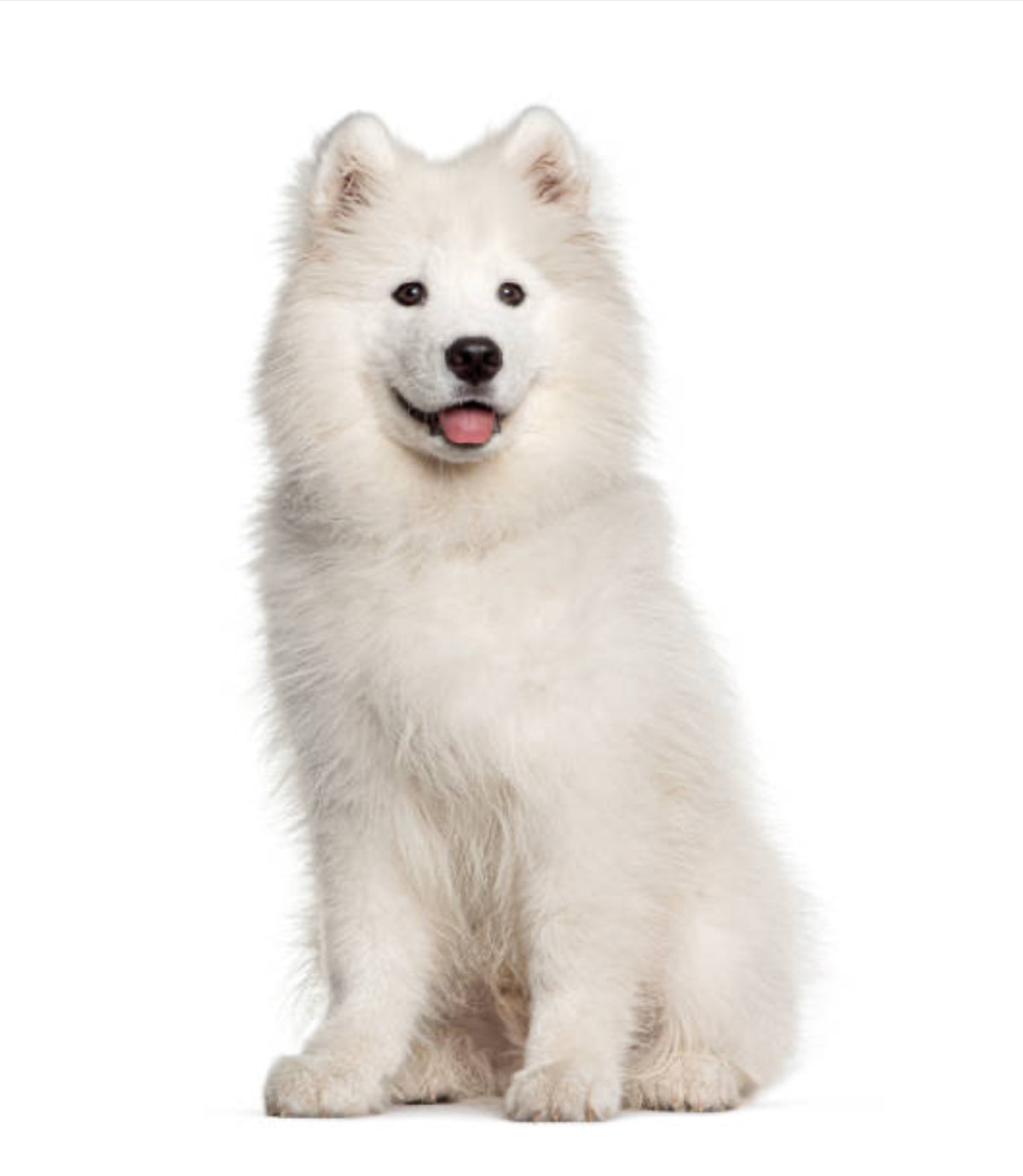 Samoyedo
