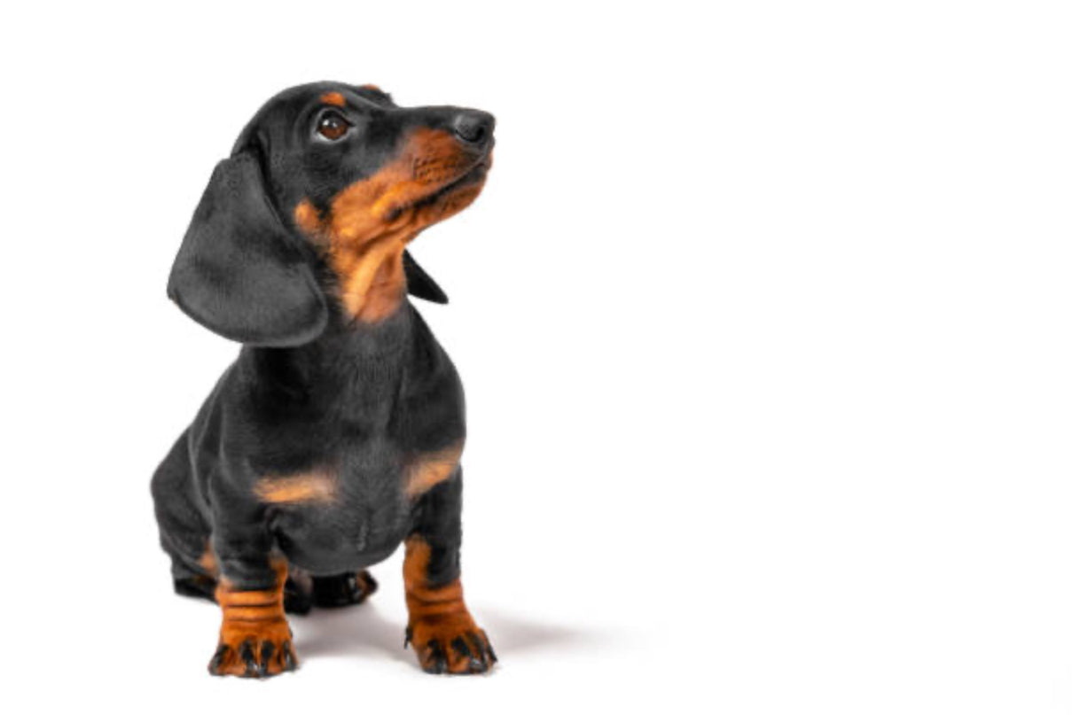 Dachshund Standard (Teckel Estándar)