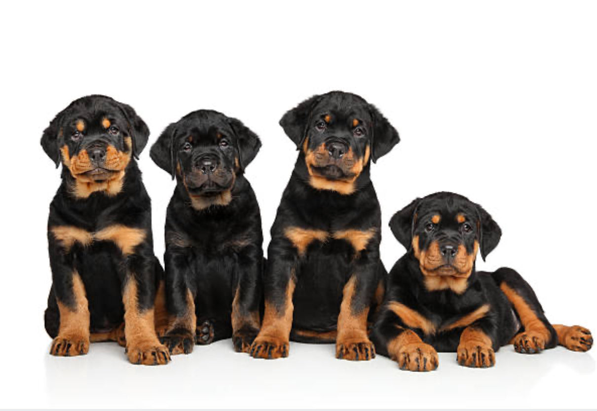 Rottweiler