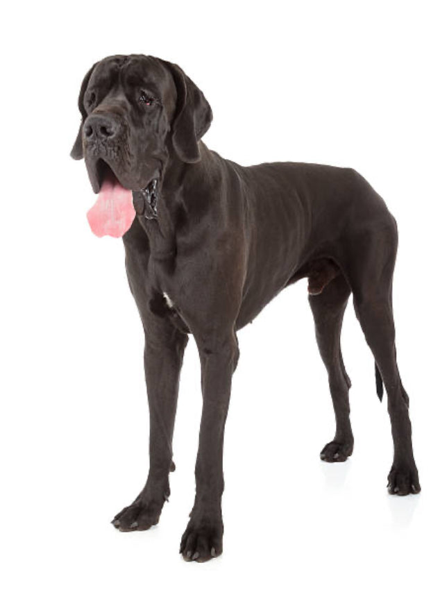 Gran Danés (Dogo Alemán)