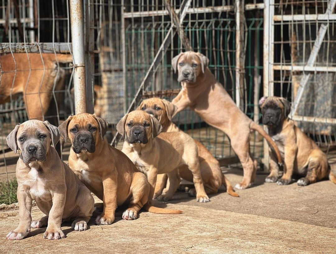 Cane Corso