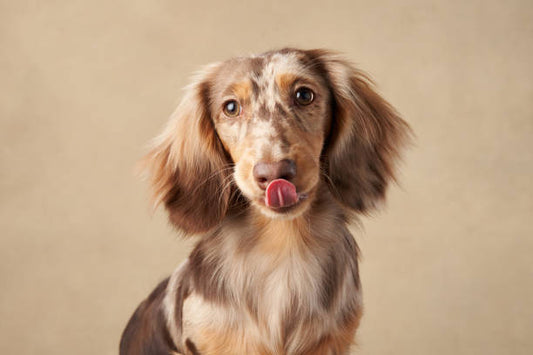 Dachshund Exótico Merle Pelo Largo