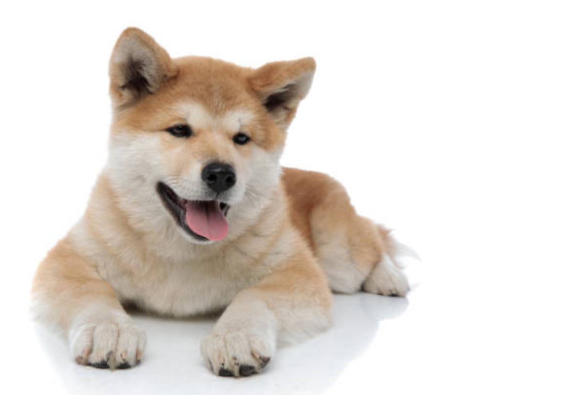 Akita Inu Japonés