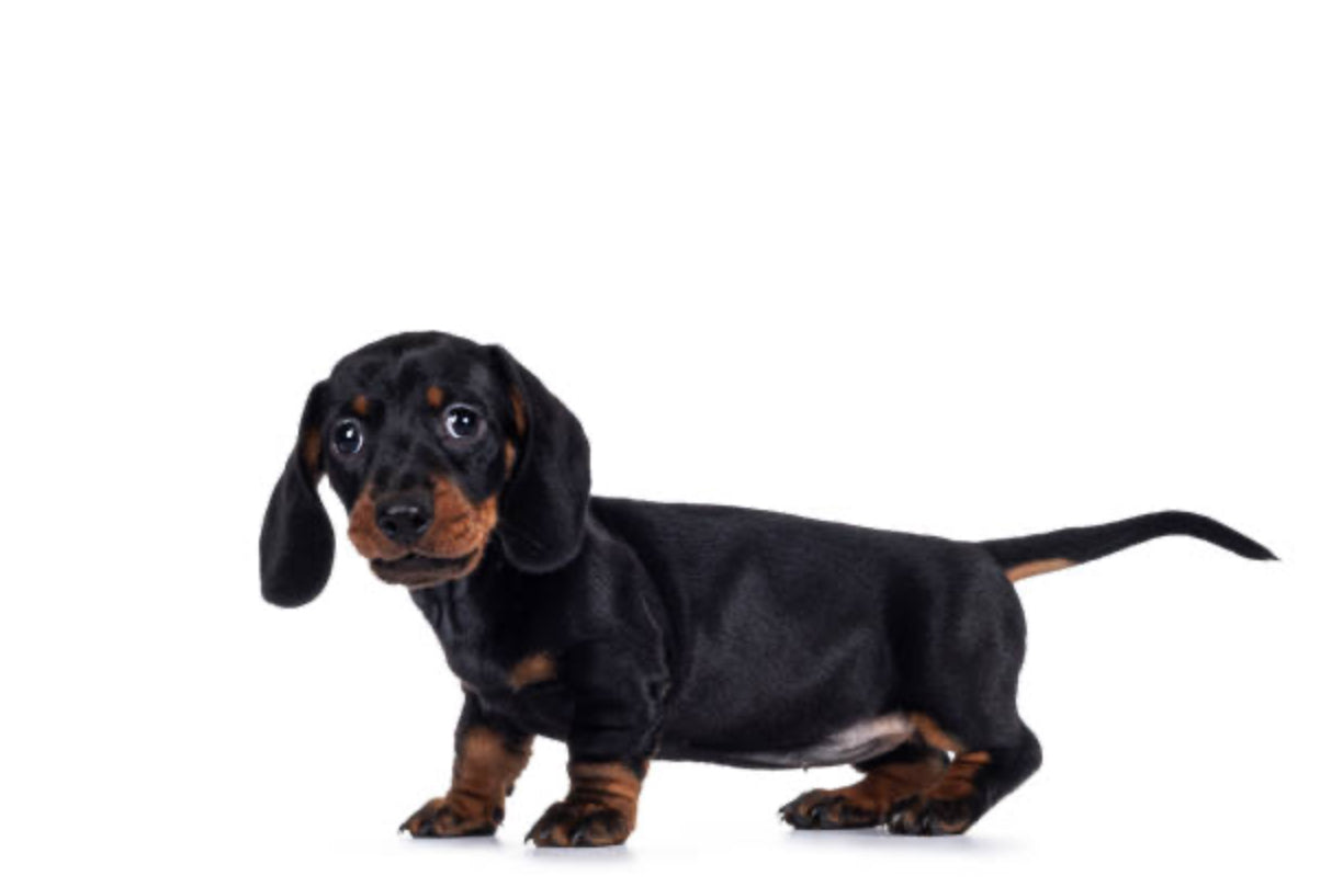 Dachshund Standard (Teckel Estándar)