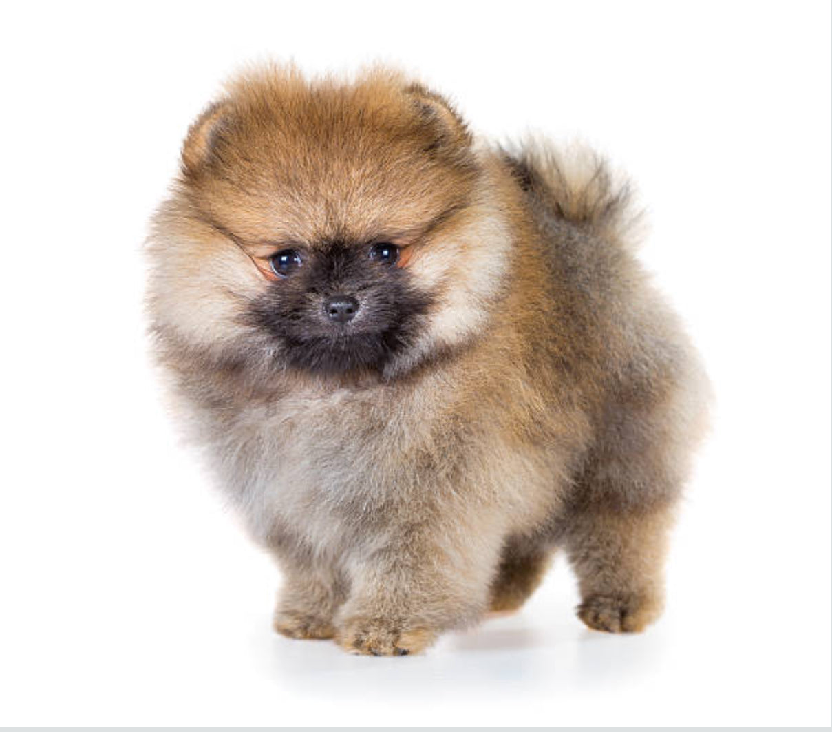 Pomerania