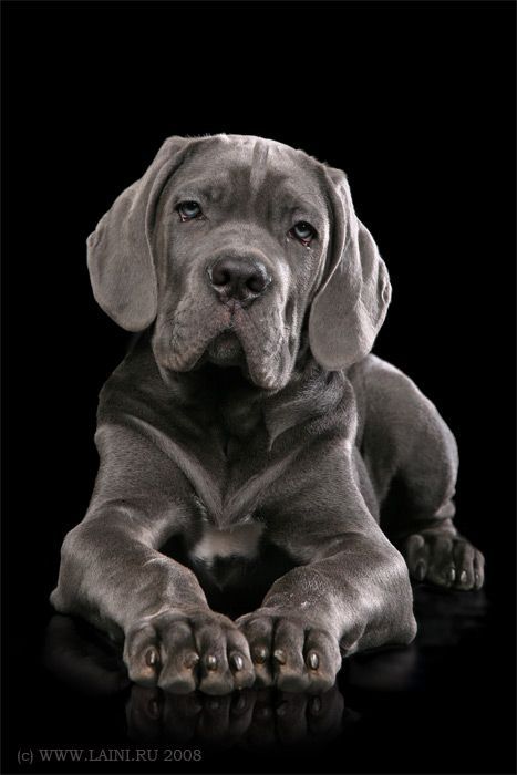 Cane Corso