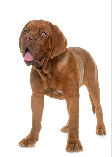 Dogo de Burdeos