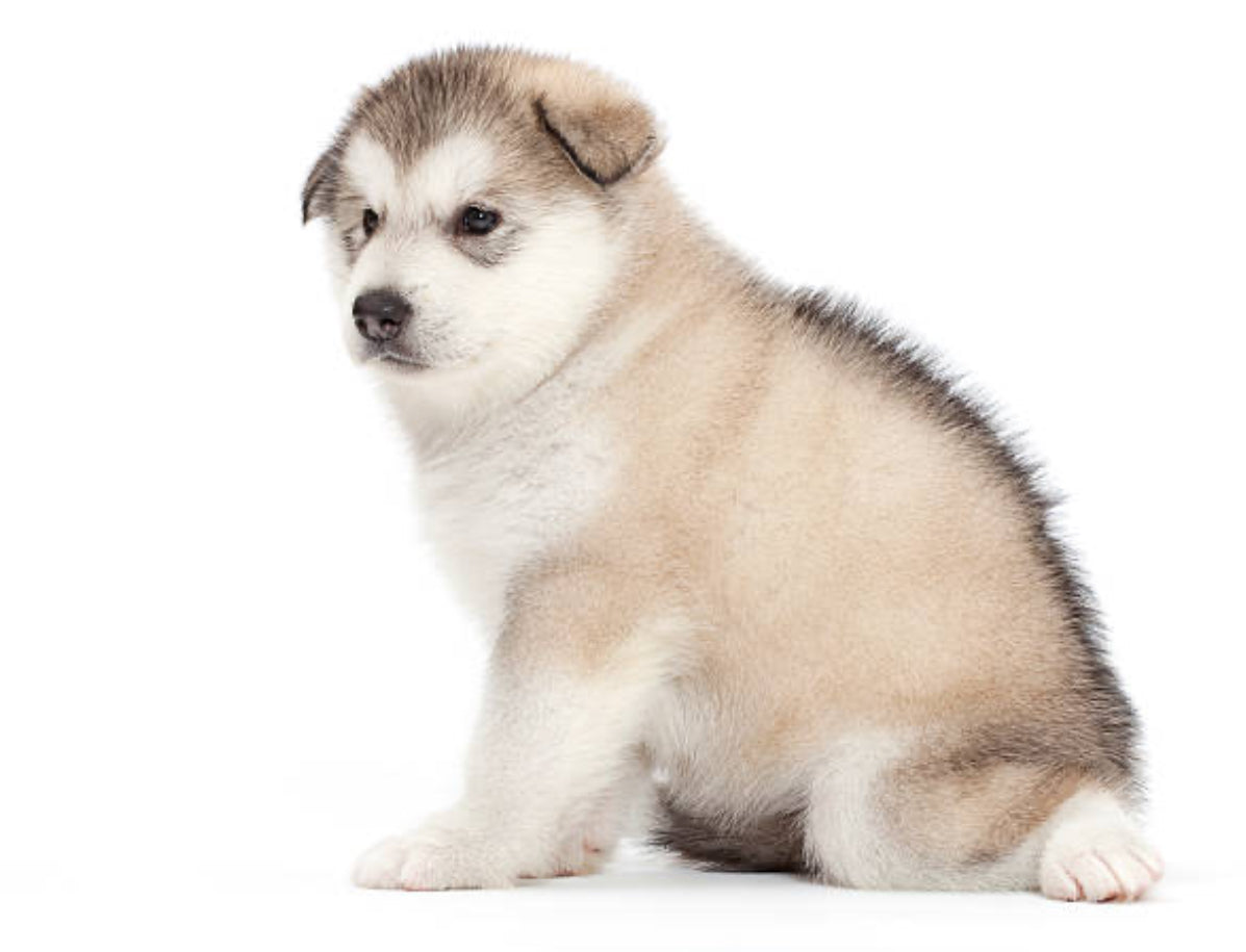 Malamute de Alaska