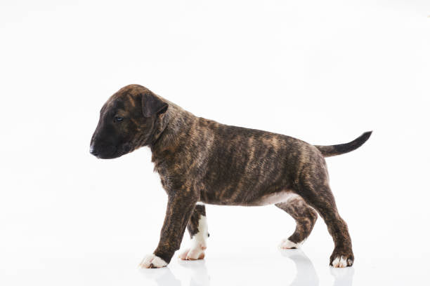 Bull Terrier