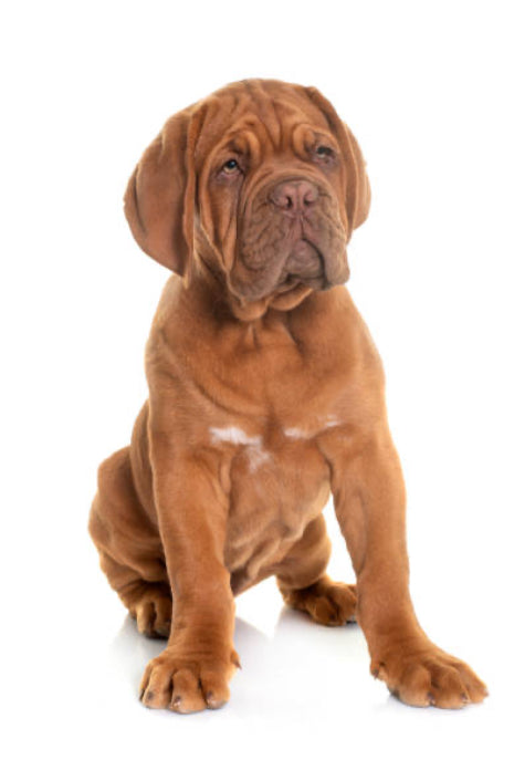 Dogo de Burdeos