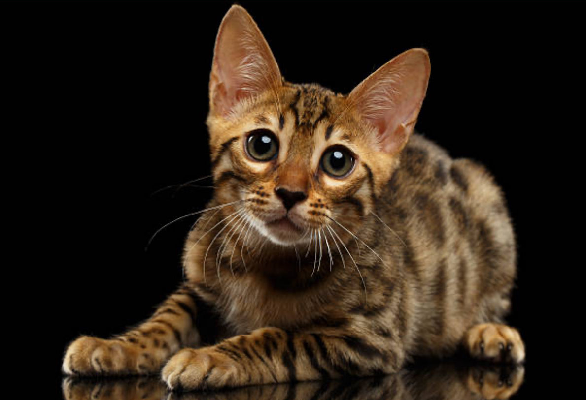 Gato Bengalí