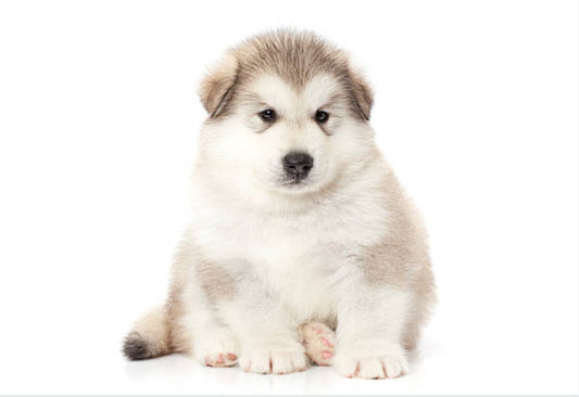 Malamute de Alaska