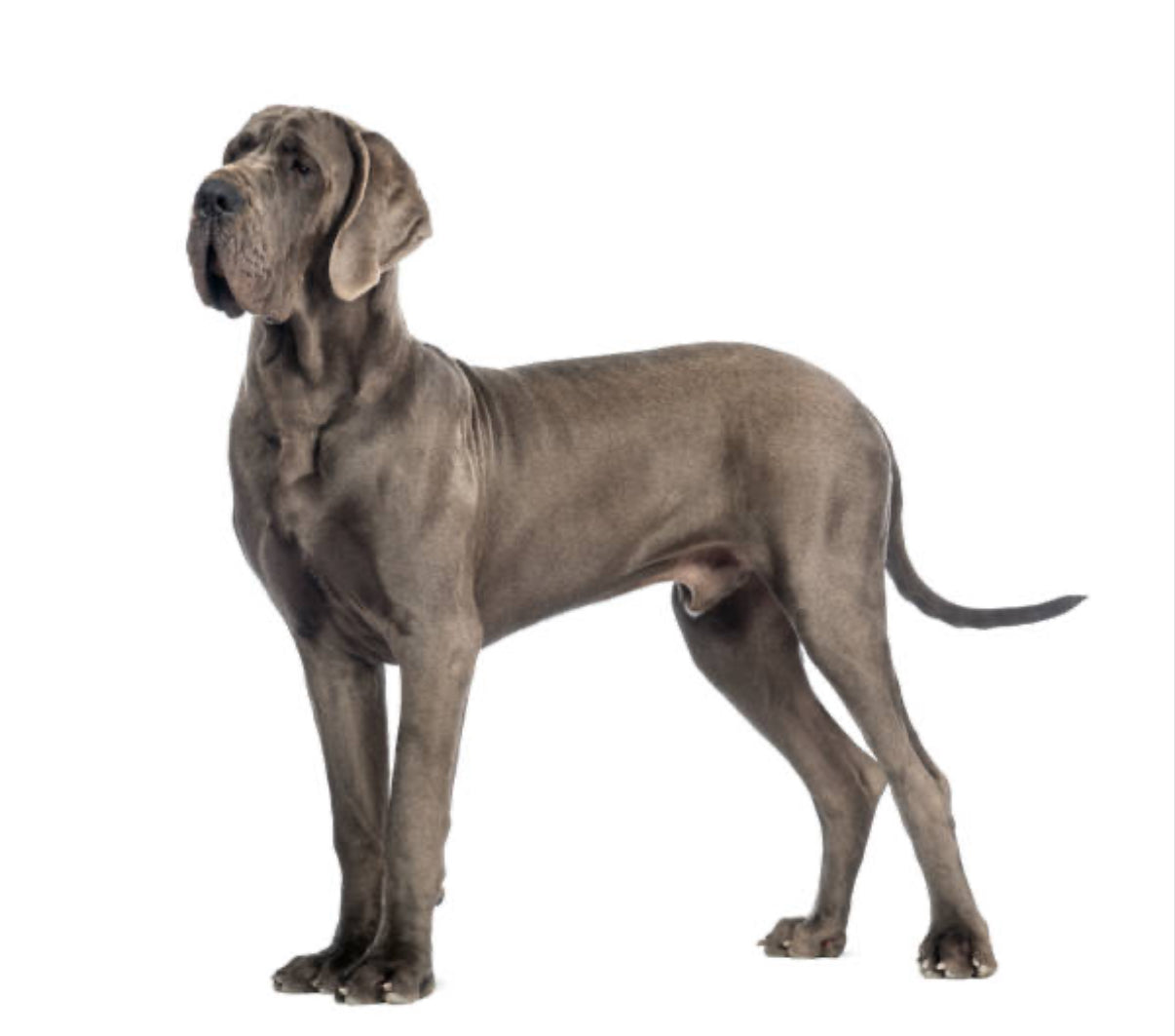Gran Danés (Dogo Alemán)