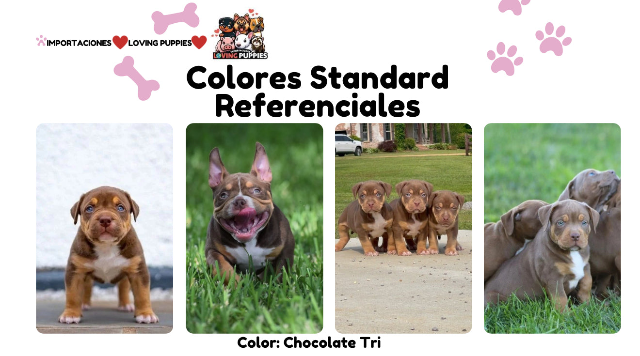 American Bully