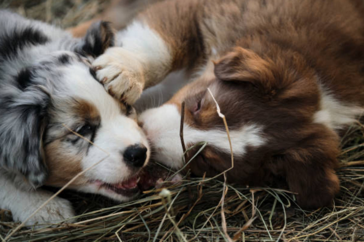 Pastor Ovejero Australiano (Australian Shepherd)