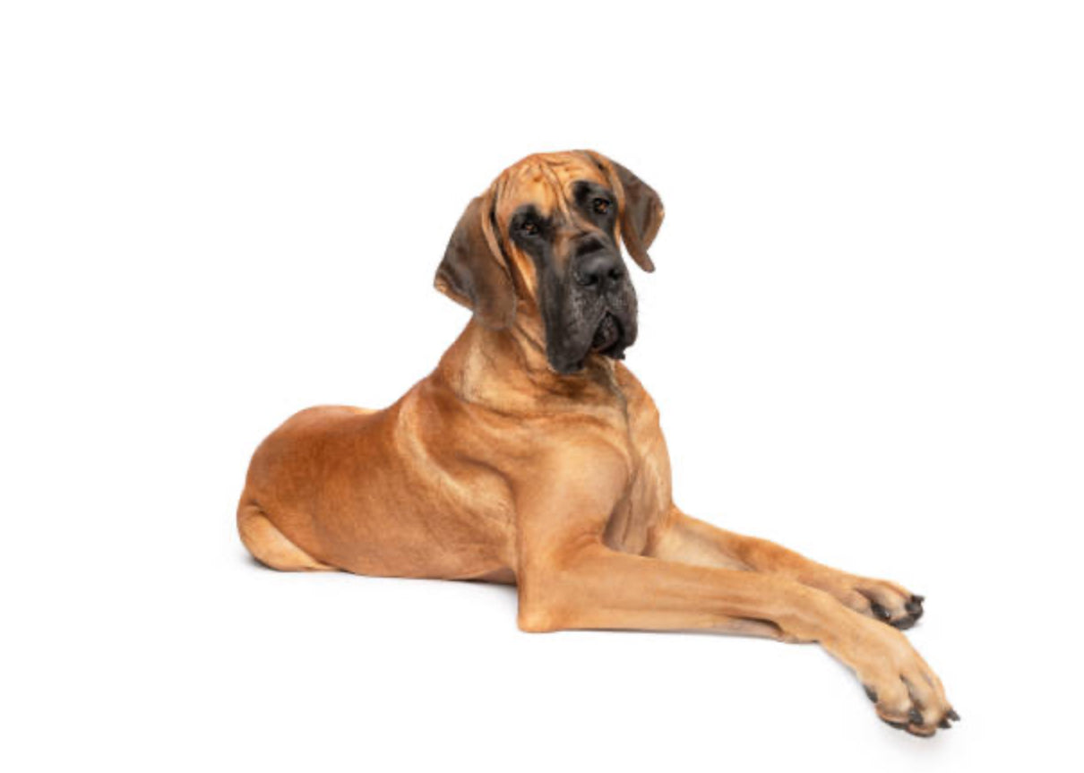 Gran Danés (Dogo Alemán)