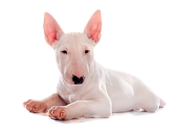 Bull Terrier