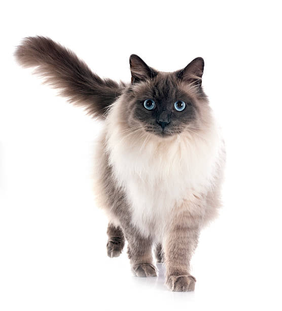 Gato Ragdoll