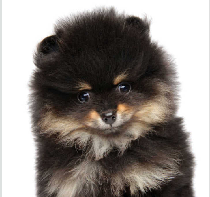Pomerania