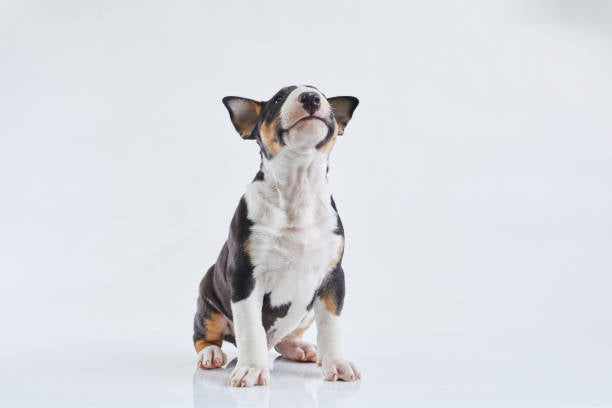 Bull Terrier