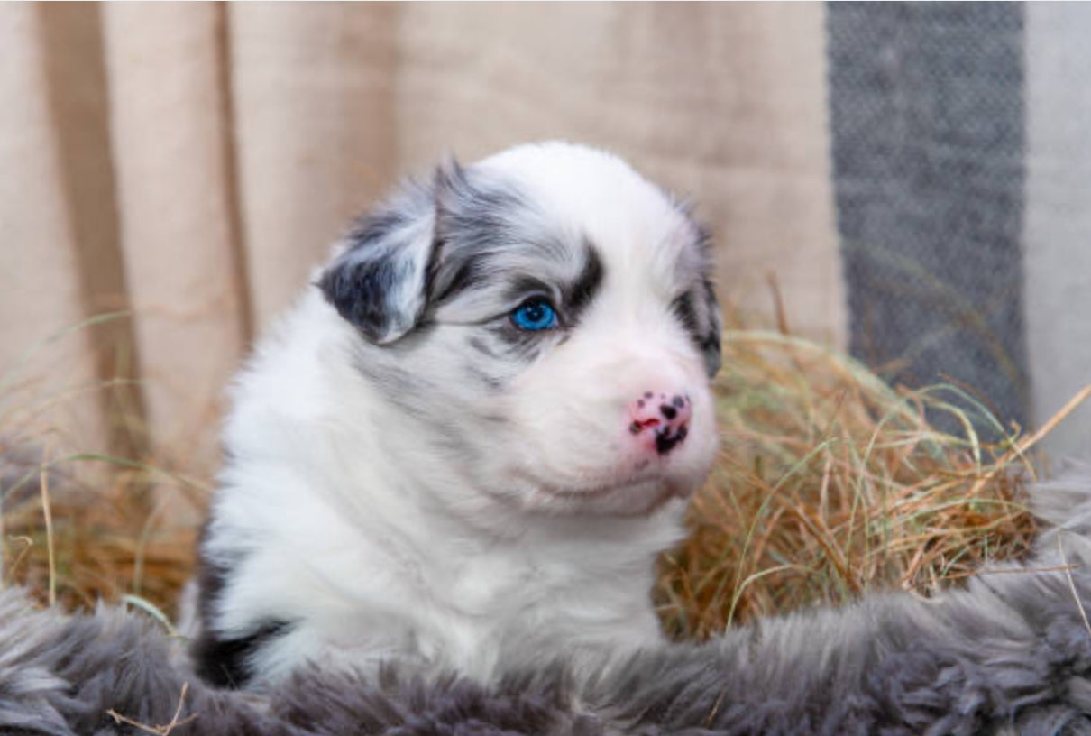 Pastor Ovejero Australiano (Australian Shepherd)
