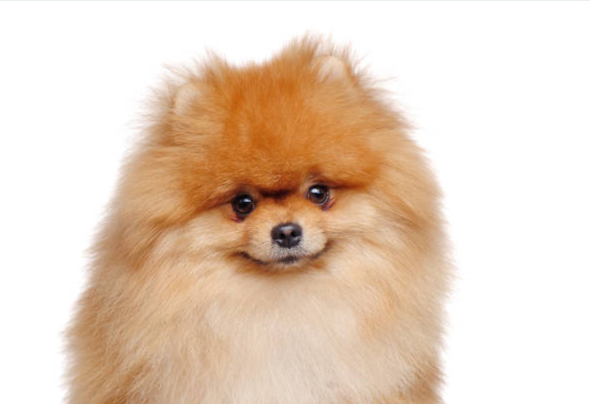 Pomerania