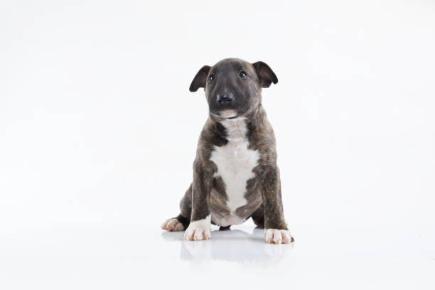 Bull Terrier