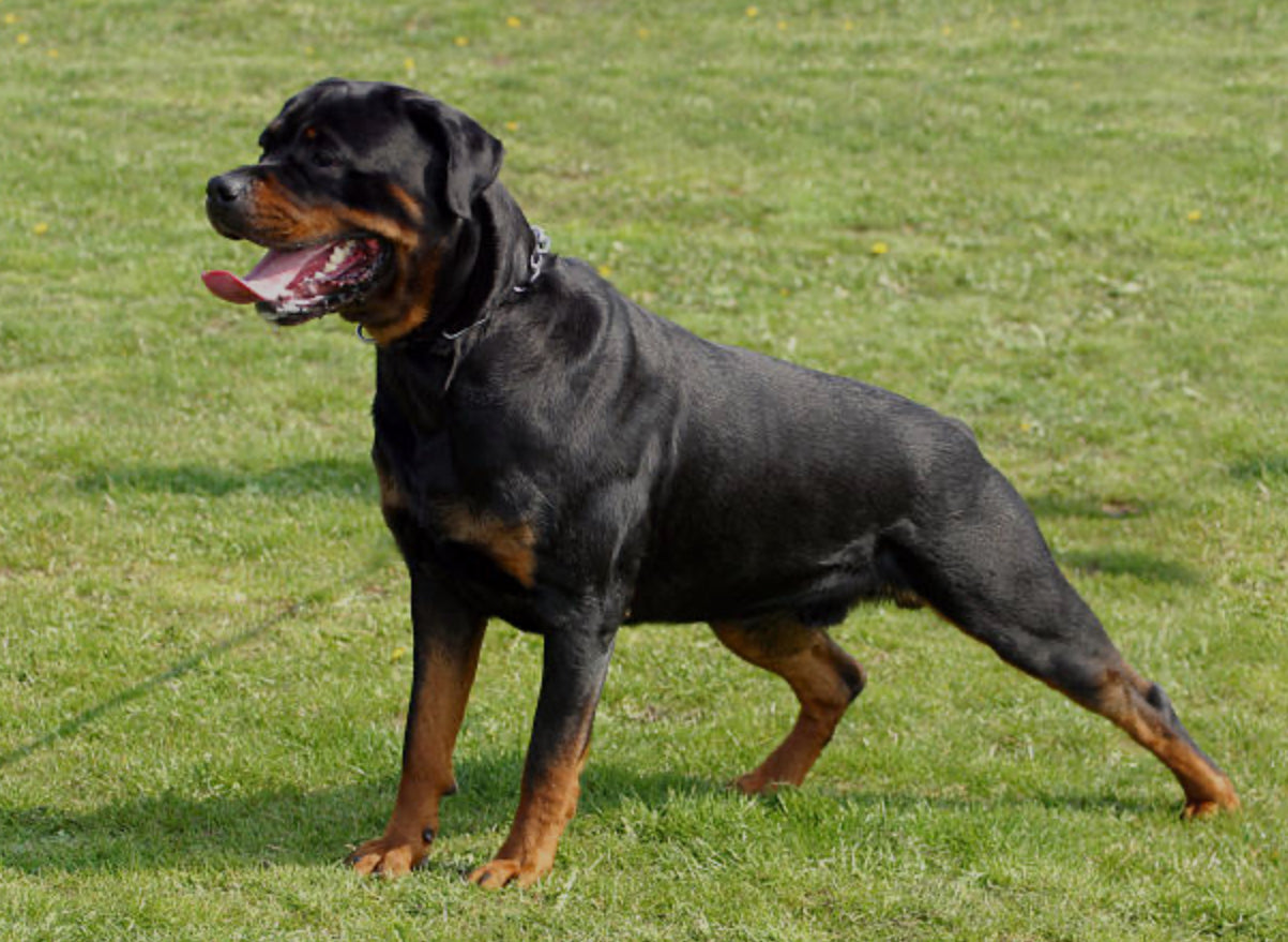 Rottweiler