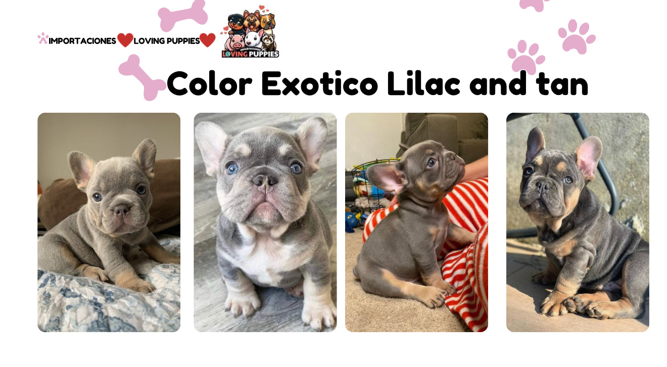 Bulldog Frances