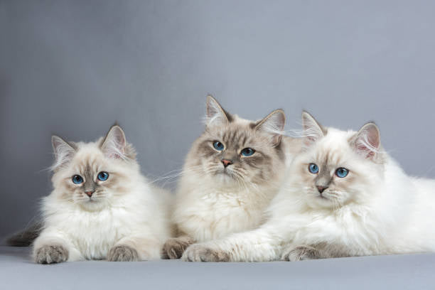 Gato Ragdoll