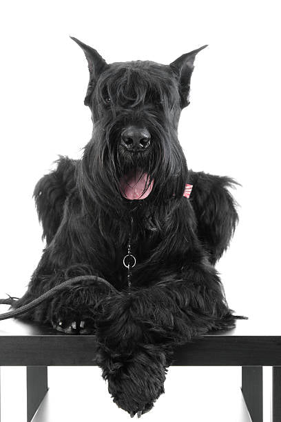 Schnauzer Gigante