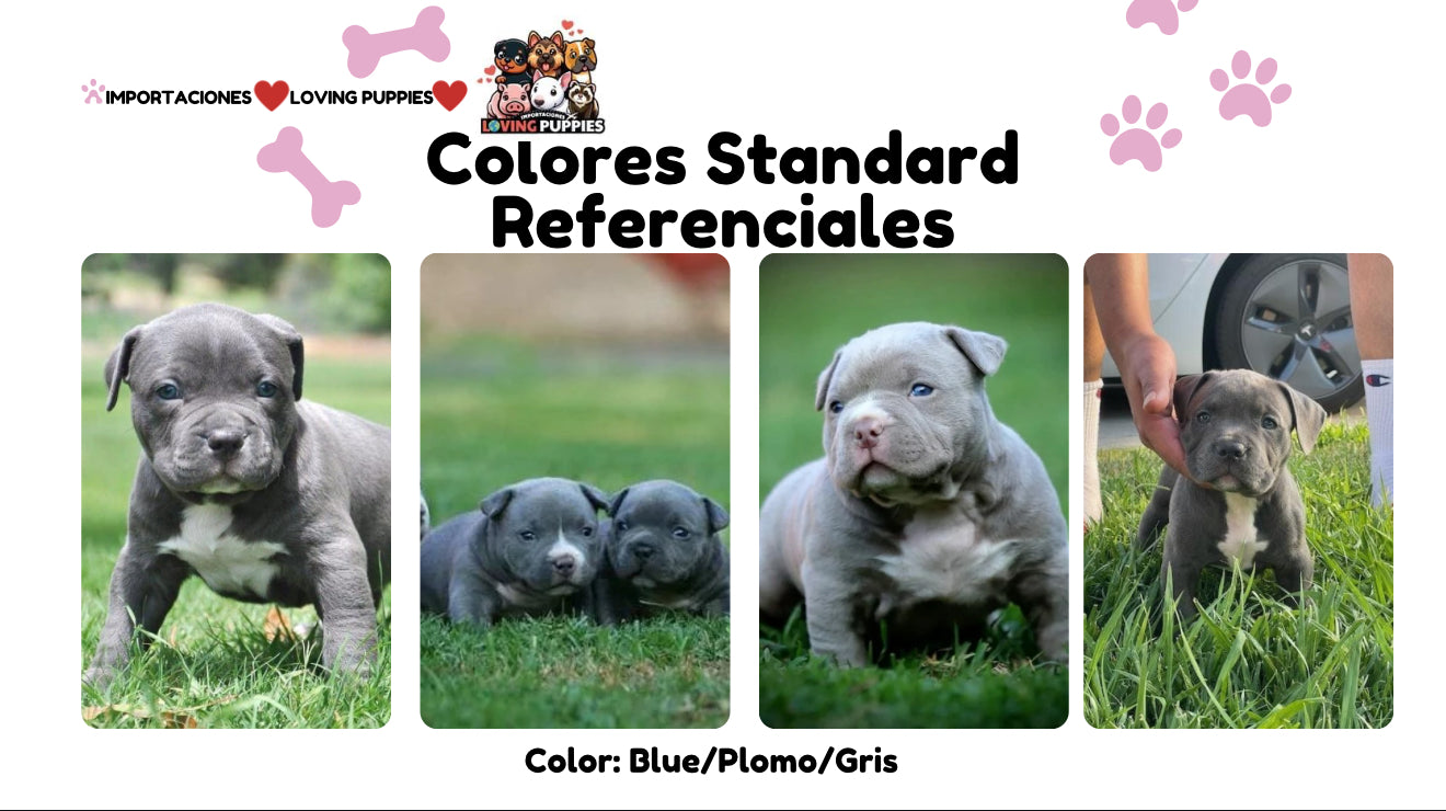American Bully