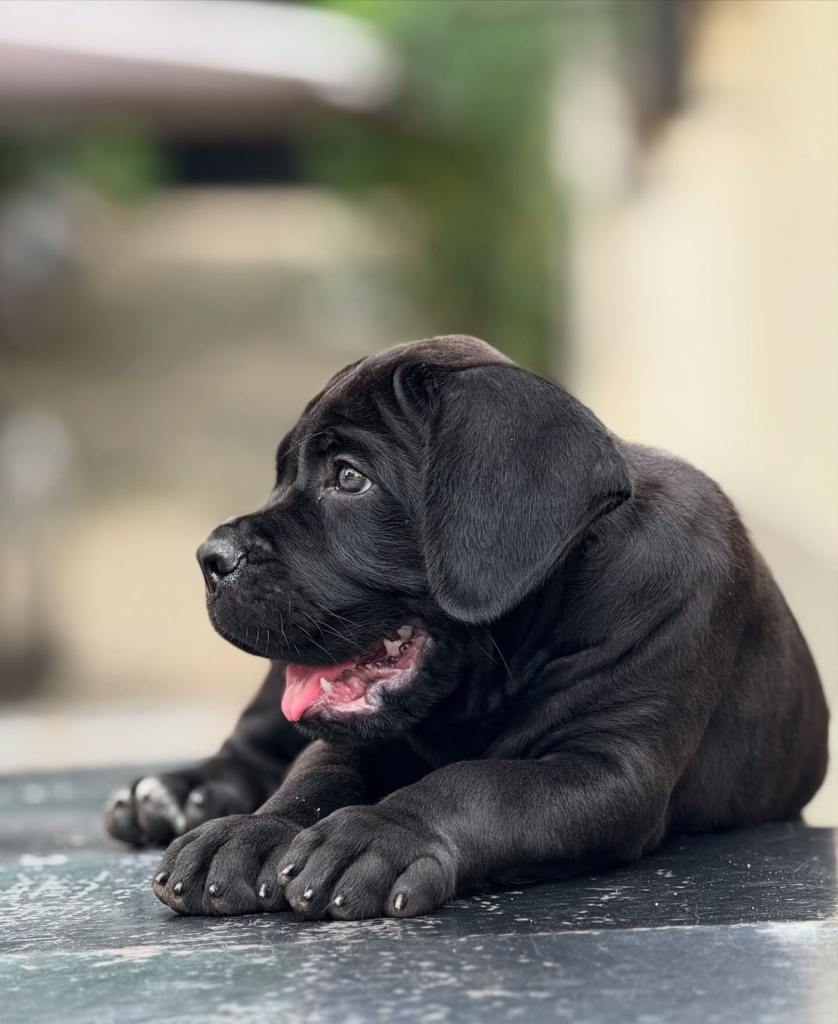 Cane Corso