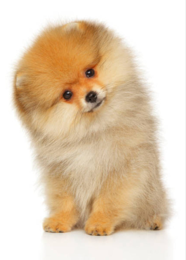 Pomerania