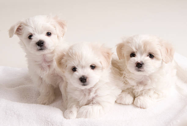 Bichón Maltés