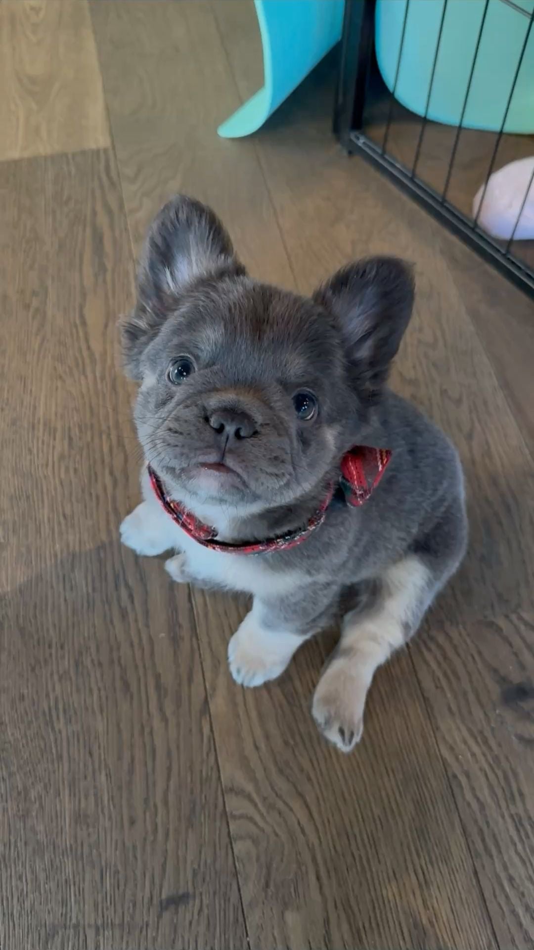 Buldog frances Fluffy