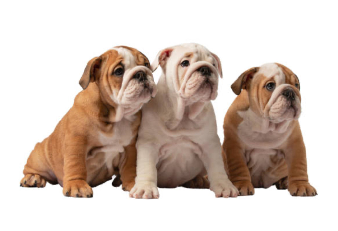 Bulldog Inglés