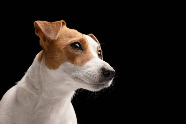Jack russell terrier