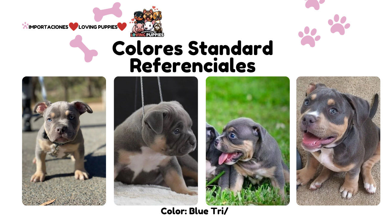 American Bully