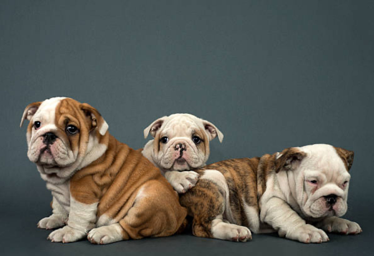 Bulldog Inglés
