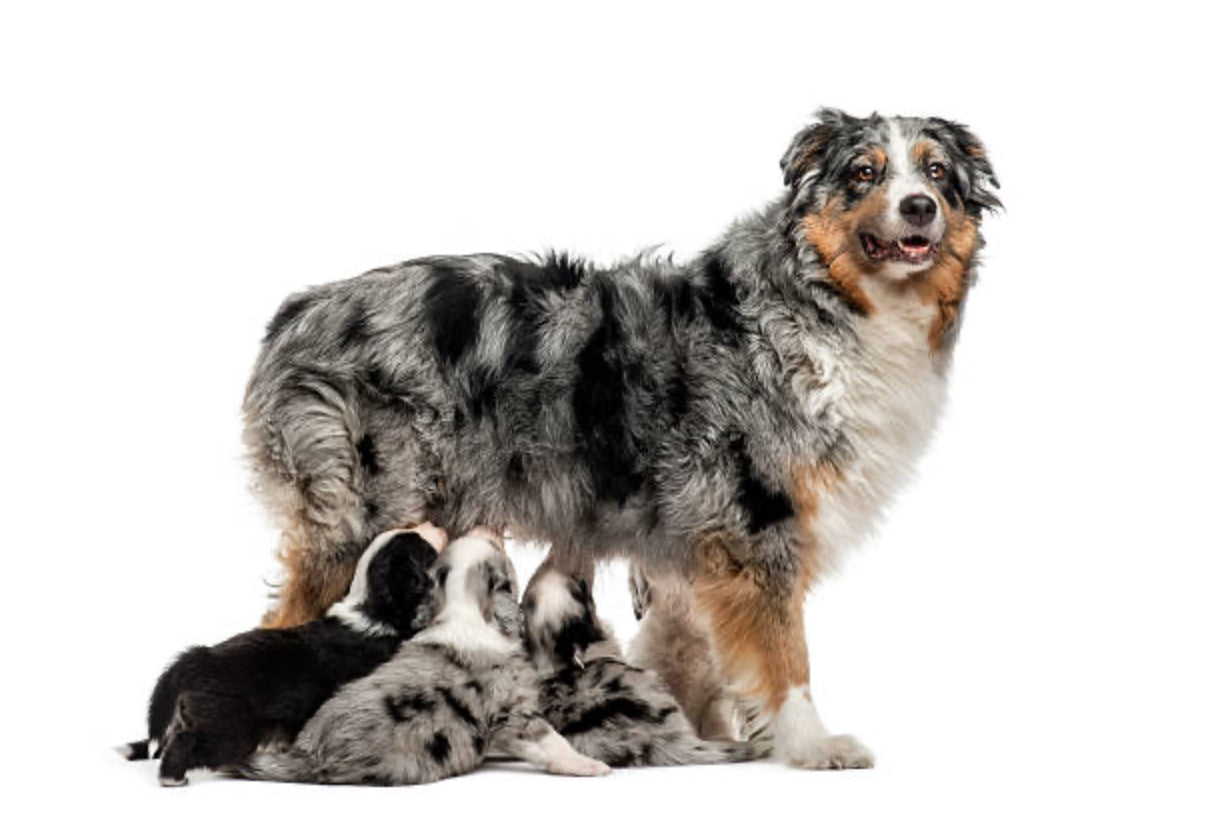 Pastor Ovejero Australiano (Australian Shepherd)