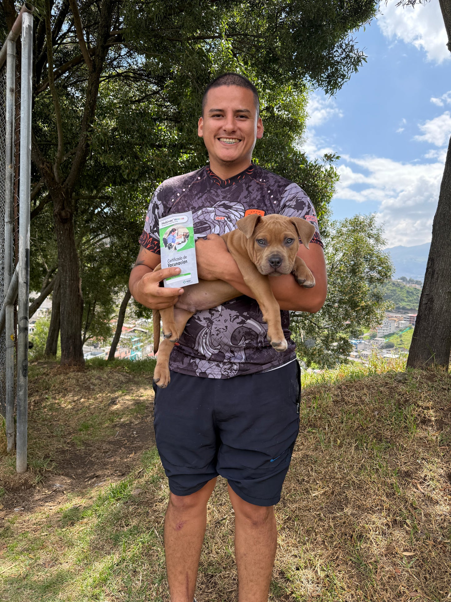American Bully