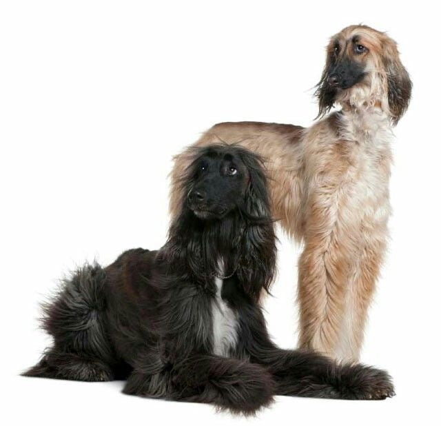 Afghan Hound (Galgo Afgano)