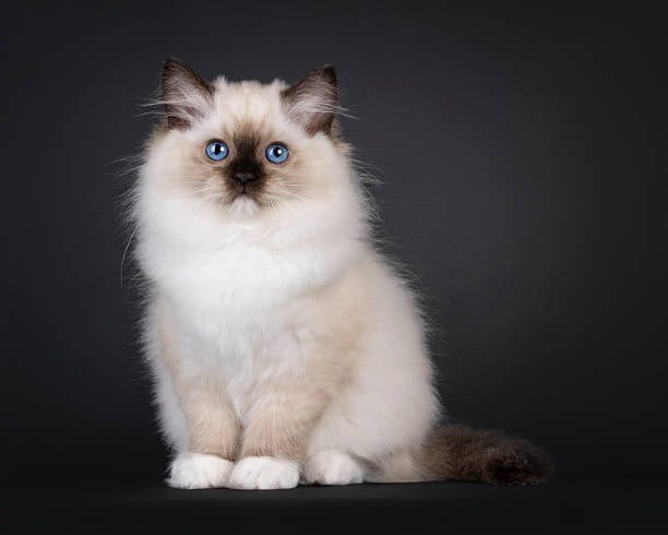 Gato Ragdoll