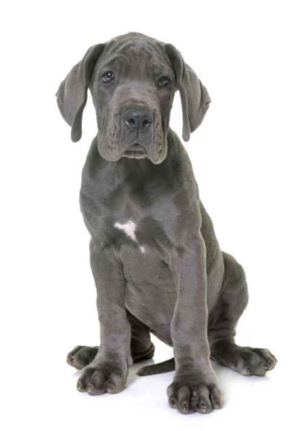 Gran Danés (Dogo Alemán)