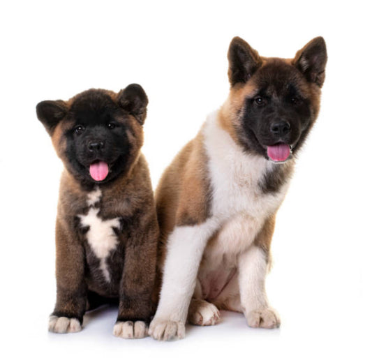 Akita Americano