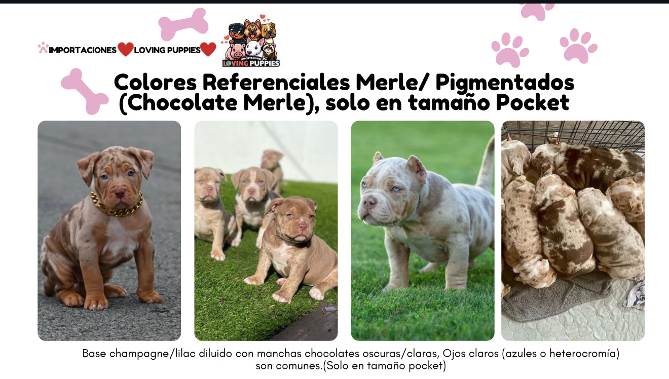 American Bully