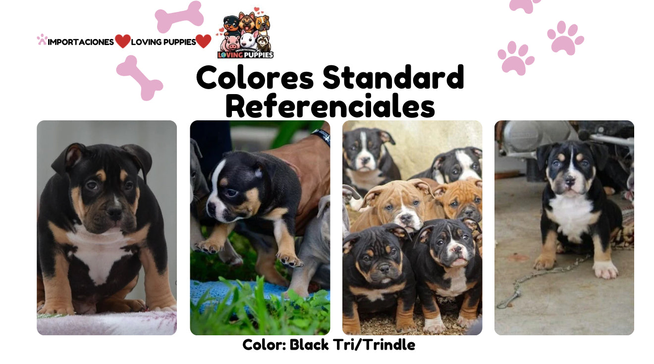 American Bully